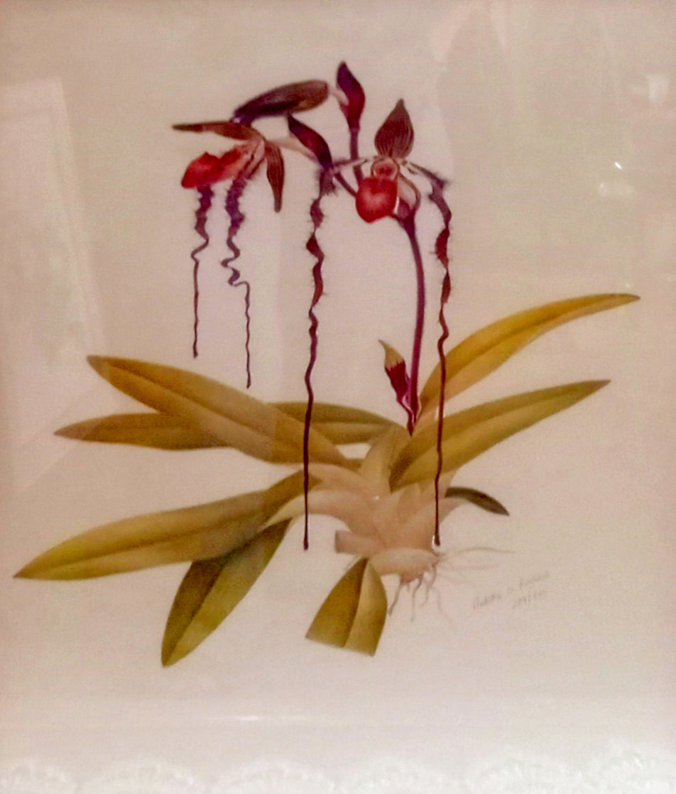 Untitled Orchid Still Life Limited Edition Print by Rodella Purves