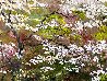 Spirit of Spring 30x40 - Huge - Washington D.C. Cherry Blossoms Original Painting by Joann Rea - 3