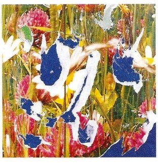 Erbario 12x12 Original Painting - Mimmo Rotella Erbario 12x12 Original Painting - Mimmo Rotella