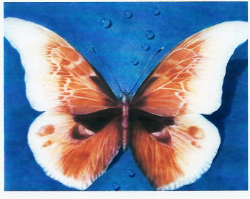 Butterfly 1988 Limited Edition Print - G.H Rothe Butterfly 1988 Limited Edition Print - G.H Rothe