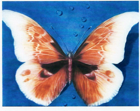 Butterfly 1988 Limited Edition Print - G.H Rothe