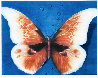 Butterfly 1988 Limited Edition Print by G.H Rothe - 0