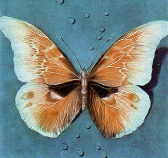 Butterfly 1988 Limited Edition Print - G.H Rothe Butterfly 1988 Limited Edition Print - G.H Rothe