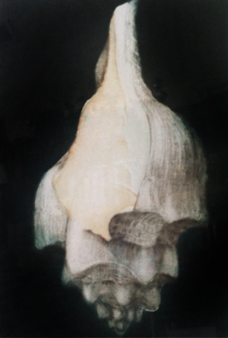 Left Winding Shell 1975 Limited Edition Print by G.H Rothe Left Winding Shell 1975 Limited Edition Print by G.H Rothe