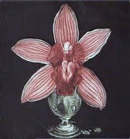 Orchid 1988 Limited Edition Print by G.H Rothe - 0 Orchid 1988 Limited Edition Print by G.H Rothe - 0