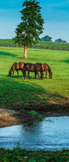A Day in the Bluegrass Panorama - Rick Scalf A Day in the Bluegrass Panorama - Rick Scalf