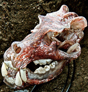 Java Tiger Skull Glass Sculpture 2010 11 in Sculpture - Ron Seivertson