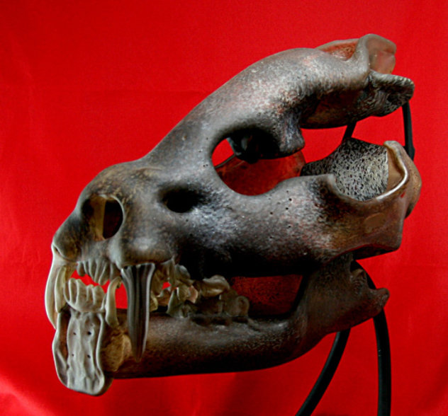 Saber Toothed Cat Skull Unique Glass Sculpture 2010 11 in Sculpture by Ron Seivertson