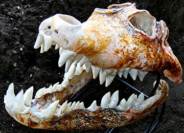 Crocodile Skull Unique Glass Sculpture 2010 Sculpture - Ron Seivertson