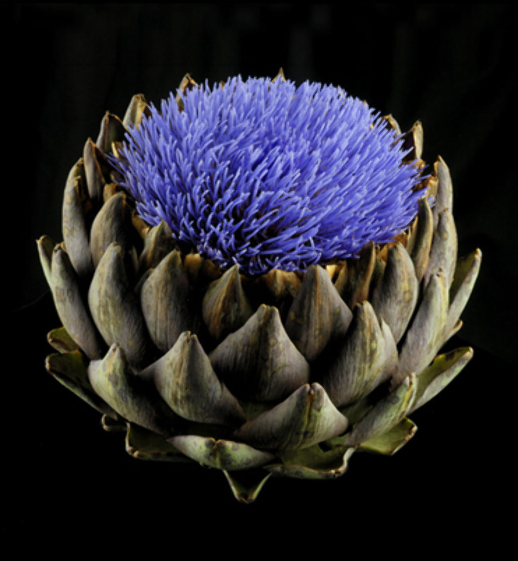 Artichoke in Bloom 2010 Limited Edition Print by Jonathan Singer Artichoke in Bloom 2010 Limited Edition Print by Jonathan Singer