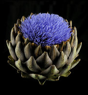 Artichoke in Bloom 2010 Limited Edition Print by Jonathan Singer - 0 Artichoke in Bloom 2010 Limited Edition Print by Jonathan Singer - 0