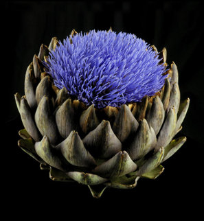 Artichoke in Bloom 2010 Limited Edition Print - Jonathan Singer Artichoke in Bloom 2010 Limited Edition Print - Jonathan Singer