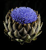Artichoke in Bloom 2010 Limited Edition Print by Jonathan Singer - 0 Artichoke in Bloom 2010 Limited Edition Print by Jonathan Singer - 0