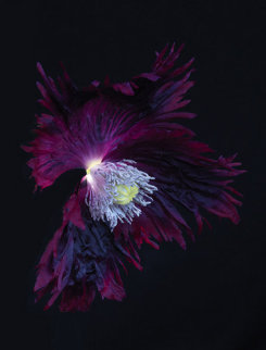 Fringed Poppy Limited Edition Print - Jonathan Singer Fringed Poppy Limited Edition Print - Jonathan Singer