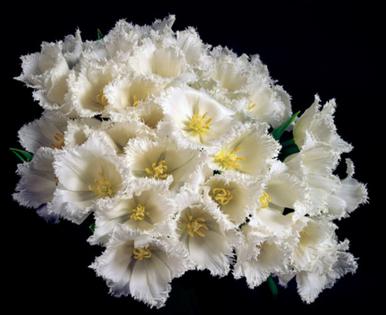 White Wedding 44x36 Super Huge Limited Edition Print by Jonathan Singer White Wedding 44x36 Super Huge Limited Edition Print by Jonathan Singer