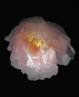 Chinese Tree Peony 2010 Limited Edition Print - Jonathan Singer Chinese Tree Peony 2010 Limited Edition Print - Jonathan Singer