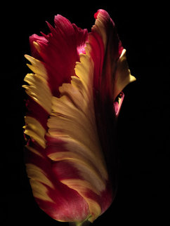 Parrot Tulip 2010 Limited Edition Print - Jonathan Singer Parrot Tulip 2010 Limited Edition Print - Jonathan Singer