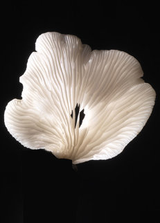 Tree Fungus Limited Edition Print - Jonathan Singer Tree Fungus Limited Edition Print - Jonathan Singer