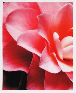 Pink Cloud Limited Edition Print - Jonathan Singer Pink Cloud Limited Edition Print - Jonathan Singer