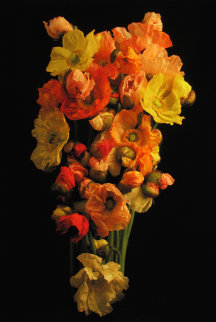 Icelandic Poppies 2010 Limited Edition Print - Jonathan Singer Icelandic Poppies 2010 Limited Edition Print - Jonathan Singer