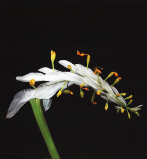 Green Stem Limited Edition Print - Jonathan Singer Green Stem Limited Edition Print - Jonathan Singer