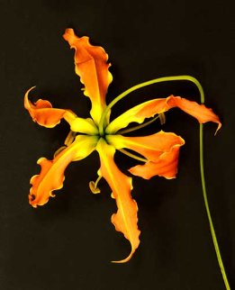 Gloriosa 2010 Limited Edition Print - Jonathan Singer Gloriosa 2010 Limited Edition Print - Jonathan Singer