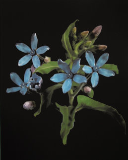 Blueberry Fields Limited Edition Print - Jonathan Singer Blueberry Fields Limited Edition Print - Jonathan Singer
