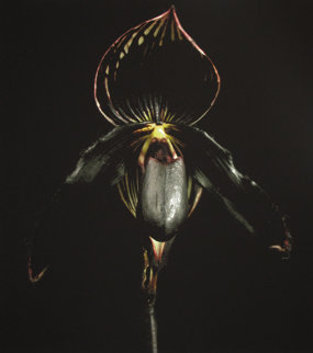 Black Orchid Limited Edition Print - Jonathan Singer Black Orchid Limited Edition Print - Jonathan Singer