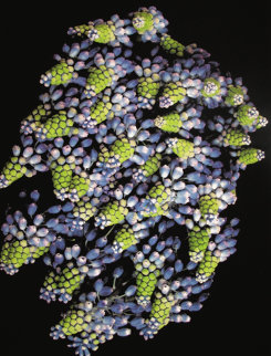 Grape Wine Limited Edition Print - Jonathan Singer Grape Wine Limited Edition Print - Jonathan Singer