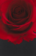 Burst, Epiphany, Flamenco, Lalique, Orbit, Salute, Soldier, Spell, 2006 Suite of 8 2006 Limited Edition Print by Paul Solberg - 7 Burst, Epiphany, Flamenco, Lalique, Orbit, Salute, Soldier, Spell, 2006 Suite of 8 2006 Limited Edition Print by Paul Solberg - 7