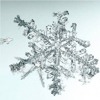 Untitled (Snowflake) 2006 Limited Edition Print - Doug and Mike Starn Untitled (Snowflake) 2006 Limited Edition Print - Doug and Mike Starn