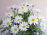 Daisies Watercolor 1975 28x35 Watercolor by Stephen Stavast - 0