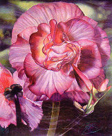 Begonia 1984 Limited Edition Print by Brett Livingstone Strong - 0