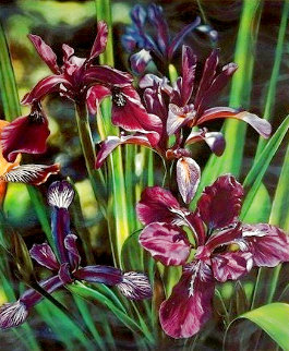 Les Fleurs Suite of Four HC 1995 Limited Edition Print - Brett Livingstone Strong Les Fleurs Suite of Four HC 1995 Limited Edition Print - Brett Livingstone Strong