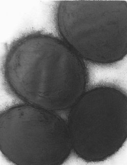 Black Eggs 1998 64x44 Works on Paper (not prints) - Donald Sultan Black Eggs 1998 64x44 Works on Paper (not prints) - Donald Sultan