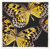 Monarchs 2006 Limited Edition Print by Donald Sultan - 0 Monarchs 2006 Limited Edition Print by Donald Sultan - 0