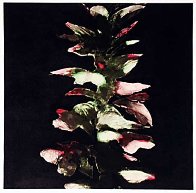Acanthus 1994 Limited Edition Print by Donald Sultan - 0 Acanthus 1994 Limited Edition Print by Donald Sultan - 0