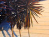 Island Shadows 2016 - 30x40 Huge - Hawaii Original Painting by Tom Swimm - 0 Island Shadows 2016 - 30x40 Huge - Hawaii Original Painting by Tom Swimm - 0