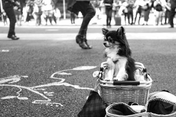 Elvis' Dog 2016 Photography - Adi Tarkay Elvis' Dog 2016 Photography - Adi Tarkay