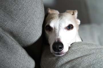 Yogo - A  Portrait of Yogo, My Dog 2017 Photography - Adi Tarkay