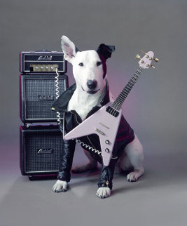 Rick Springfield's Jack Russell Terrier 1985 Limited Edition Print - Tom Kelley Rick Springfield's Jack Russell Terrier 1985 Limited Edition Print - Tom Kelley