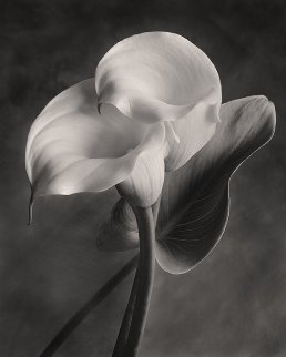 Lily No. 2 2005 Photography - Sondra Wampler Lily No. 2 2005 Photography - Sondra Wampler