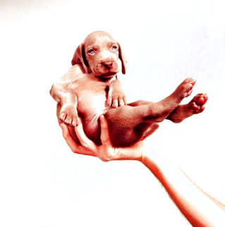 Hand Some 2001 Photography - William Wegman Hand Some 2001 Photography - William Wegman