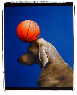 Game 2000 Photography - William Wegman Game 2000 Photography - William Wegman
