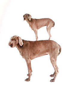 Dog and Pony AP 1997 Limited Edition Print - William Wegman Dog and Pony AP 1997 Limited Edition Print - William Wegman