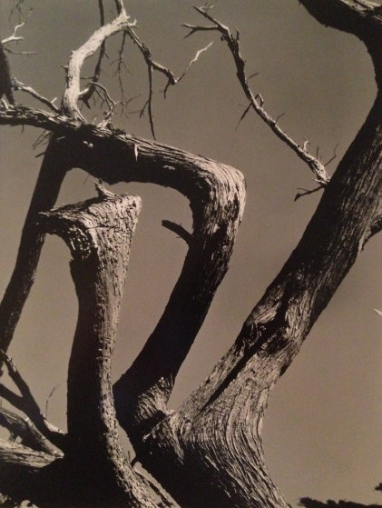 Cypress, Point Lobos 1955 California by Edward Weston - For Sale