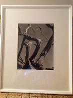 Cypress, Point Lobos 1955 California Limited Edition Print by Edward Weston - 1 Cypress, Point Lobos 1955 California Limited Edition Print by Edward Weston - 1