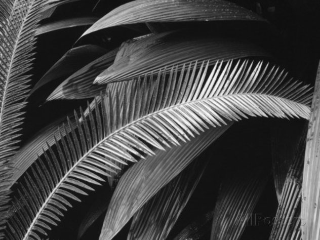 Palms, Bronx Botanical Gardens 1945 NYC  Photography by Brett Weston