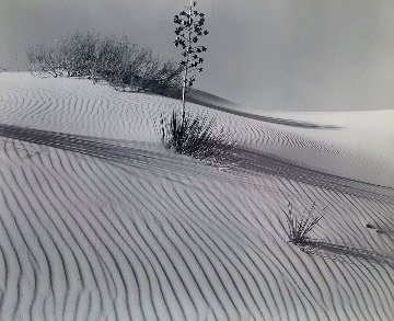 White Sands 1946 Limited Edition Print - Brett Weston White Sands 1946 Limited Edition Print - Brett Weston