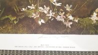 May Day 1962 HS Bookplate Limited Edition Print by Andrew Wyeth - 4